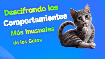 Descifrando los Comportamientos Más Inusuales de los Gatos
