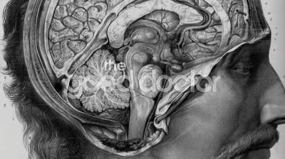 The Good Doctor T3 E16 - Autopsia