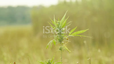 Easy Leafz CBD: Nature’s Answer to Holistic Wellness